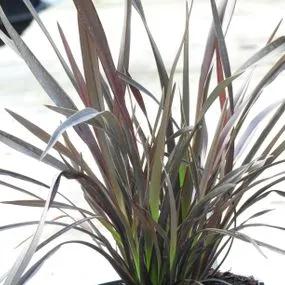 Platts Black Flax Lily Plants (Phormium Platts Black) 2